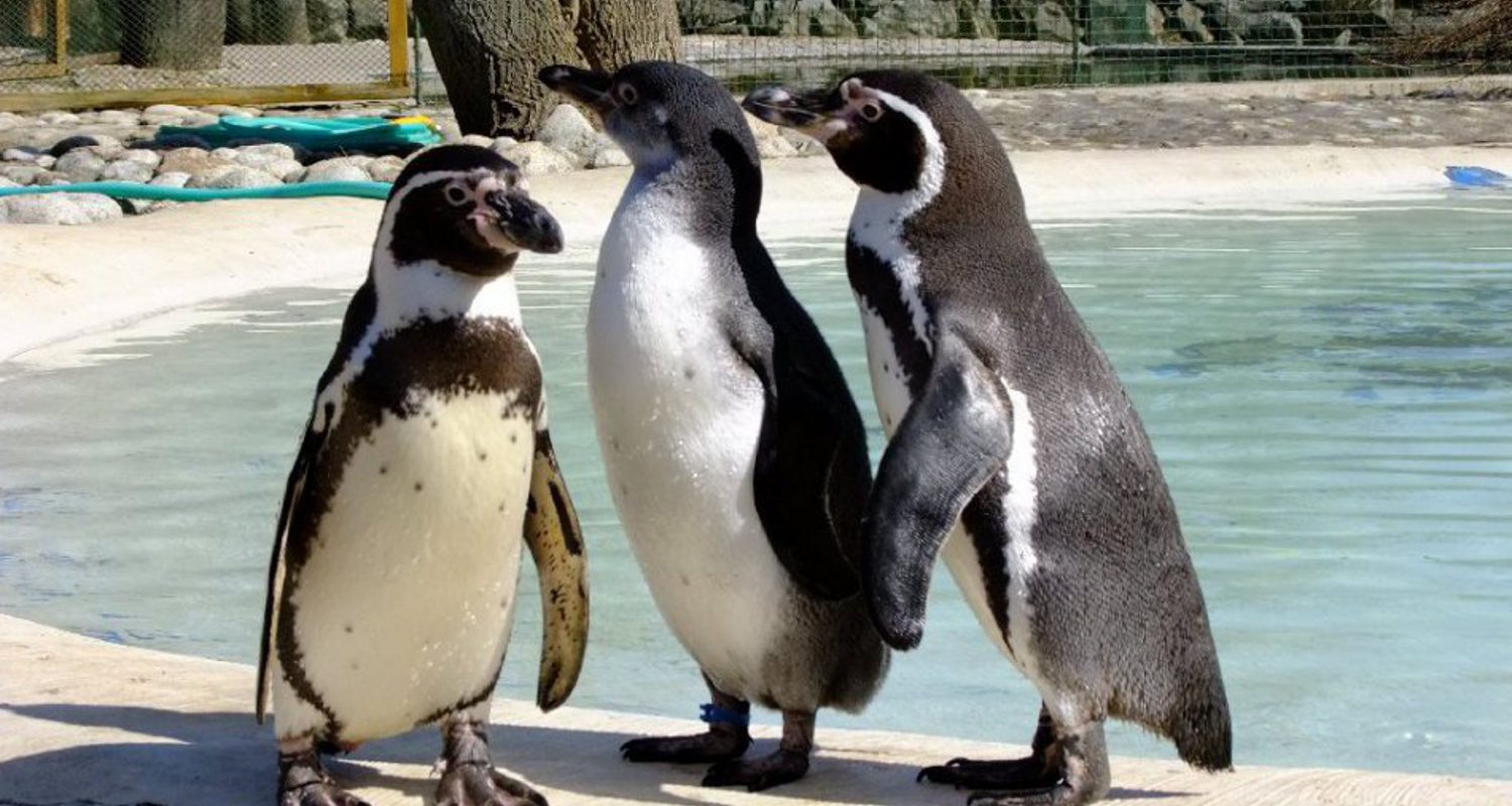 ZOO Košice